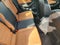 2024 Volkswagen Jetta SEL
